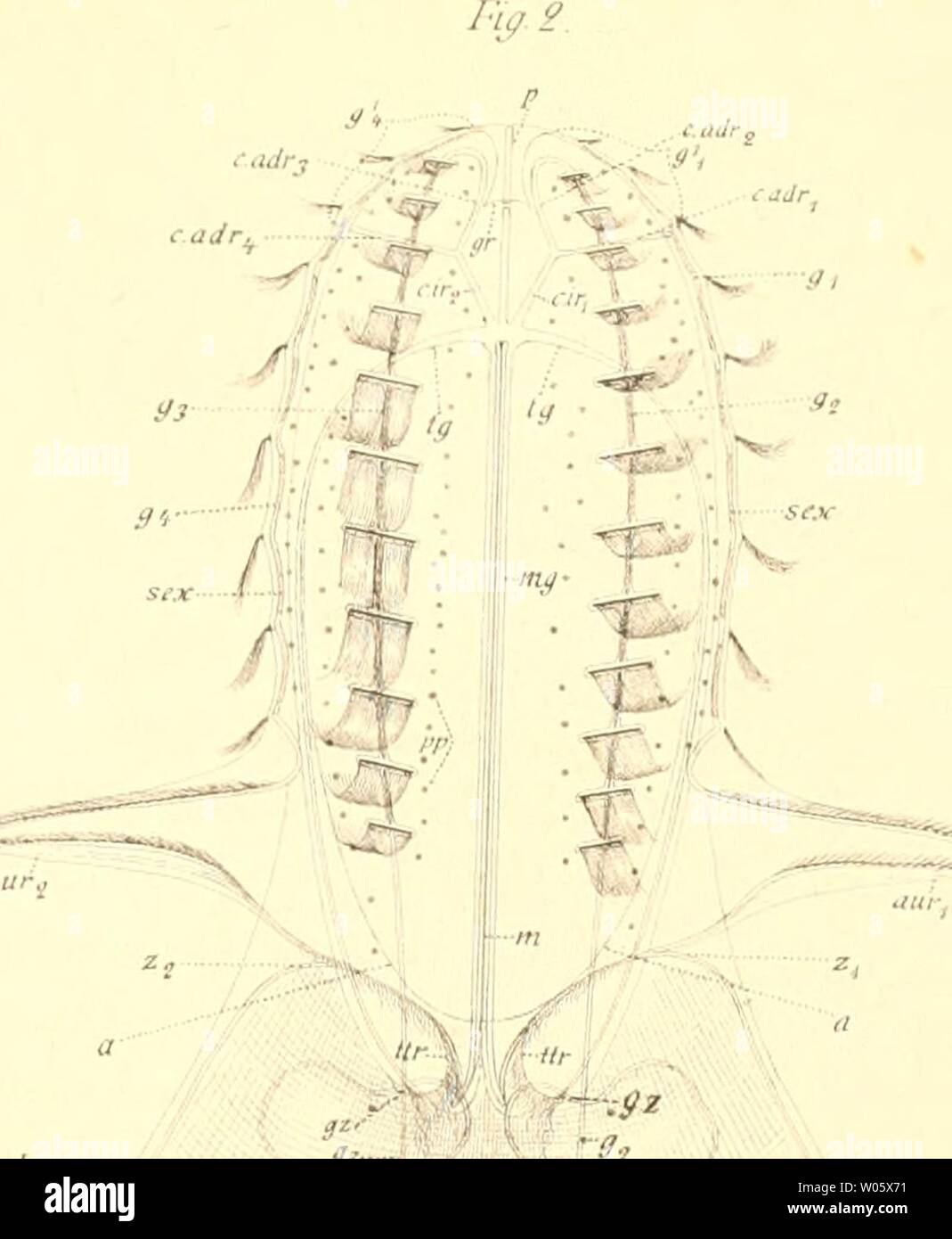 Archive image from page 364 of Die ctenophoren des golfes von Stock ...