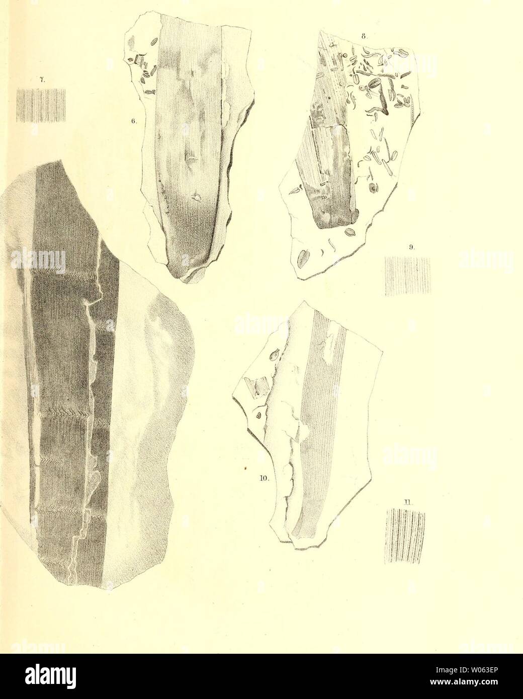 Archive image from page 378 of Die fossile Flora der Permischen. Die fossile Flora der Permischen Formation  diefossileflorad00gppe Year: 1864  Taf. XX1.1    platynervia Göpp. — 6—9, Cordaites prinzipalis Gein, - assifolius Ettingsh. Stock Photo