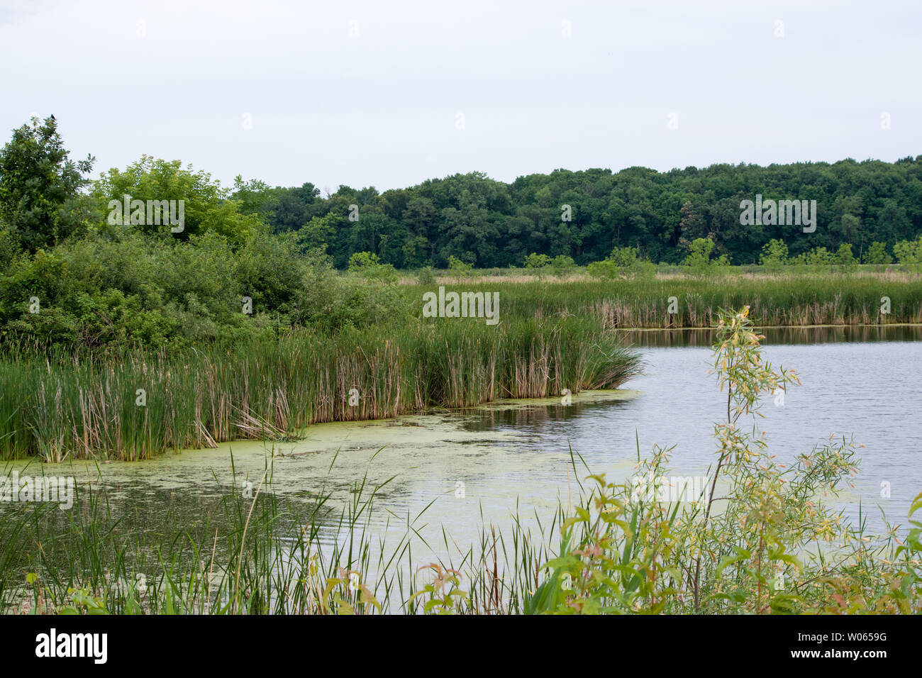 Rice Marsh Lake, Minnesota Stock Photo Alamy