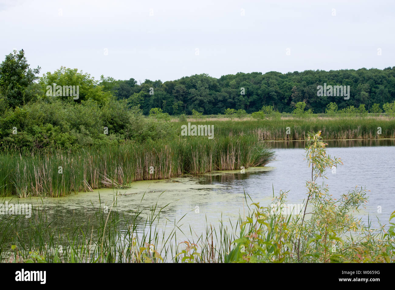 Rice Marsh Lake, Minnesota Stock Photo - Alamy