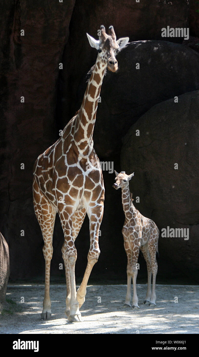 A new baby male giraffe makes his debut with mom Jessie at the St. Louis Zoo on May 23, 2006. The Zoo's newest addition, just five days old, weighs 138 pounds and stands over 5 1/2 feet. He will grow to between 16 and 18 feet tall.    (UPI Photo/Bill Greenblatt) Stock Photo