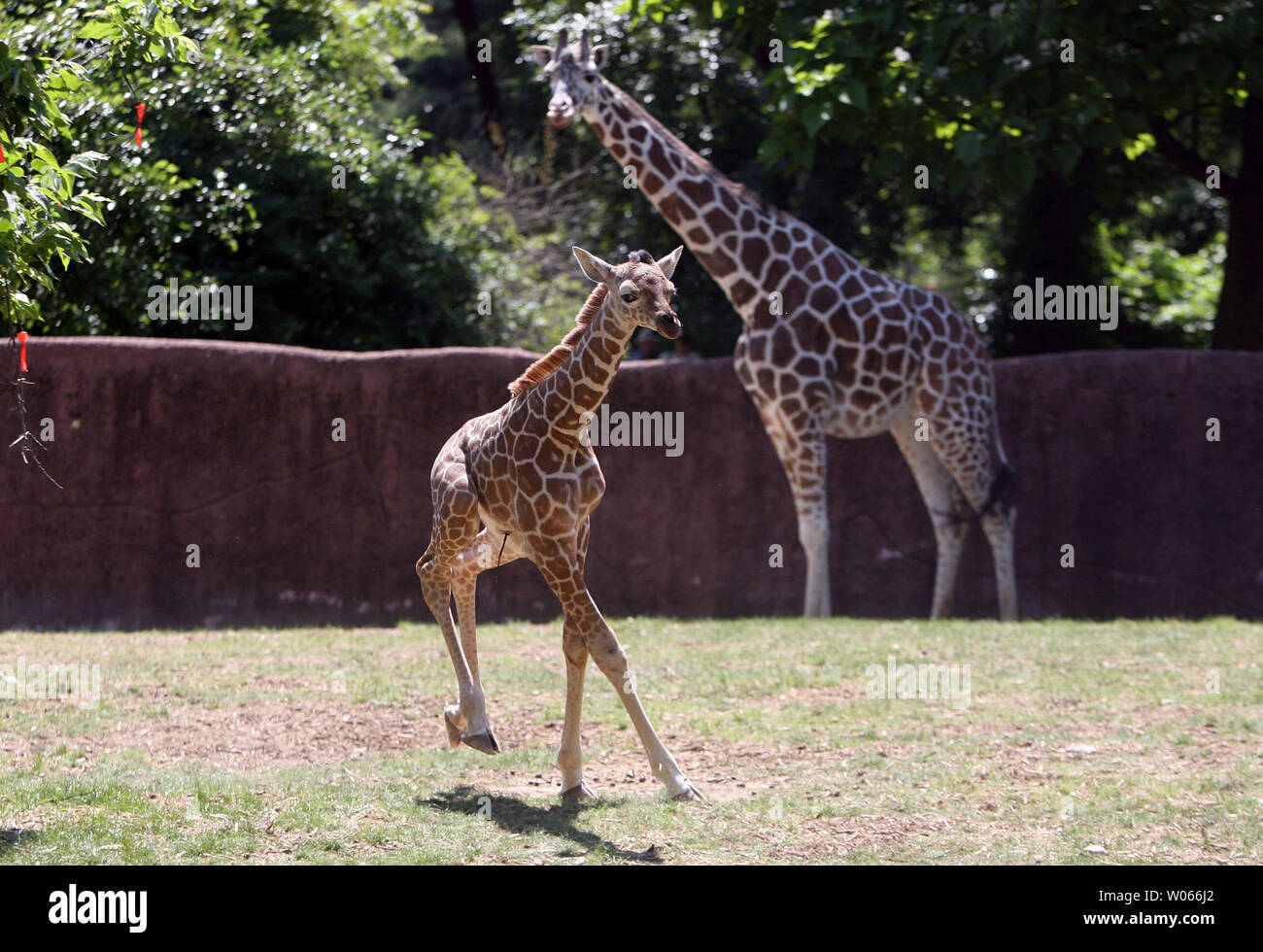 A new baby male giraffe runs in the yard for the first time, past father Dexter at the St. Louis Zoo on May 23, 2006. The Zoo's newest addition, just five days old, weighs 138 pounds and stands over 5 1/2 feet. He will grow to between 16 and 18 feet tall.    (UPI Photo/Bill Greenblatt) Stock Photo