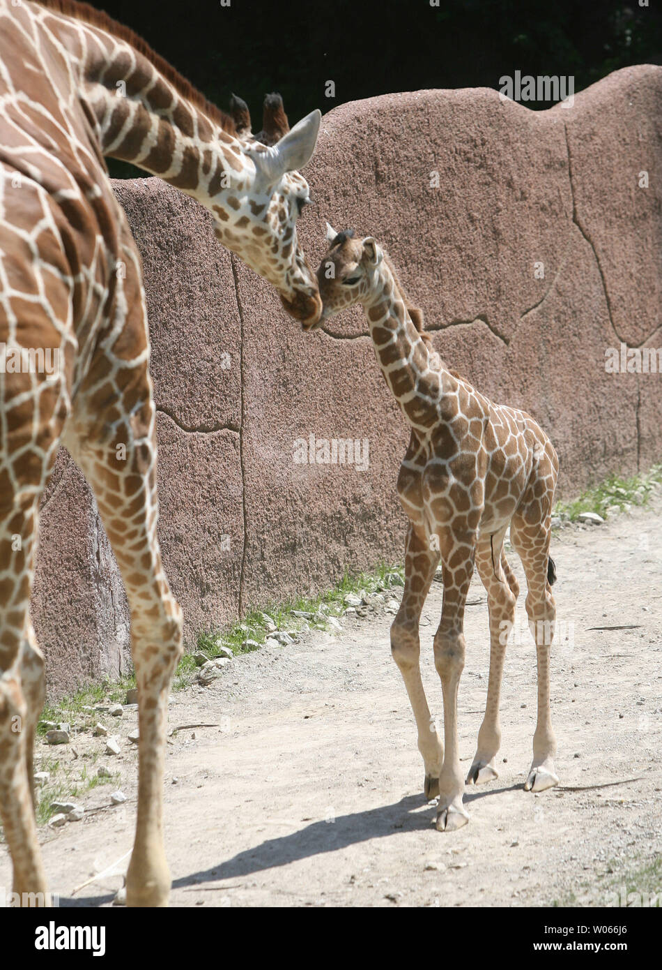 A new baby male giraffe receives some affection from mom Jessie on the ...