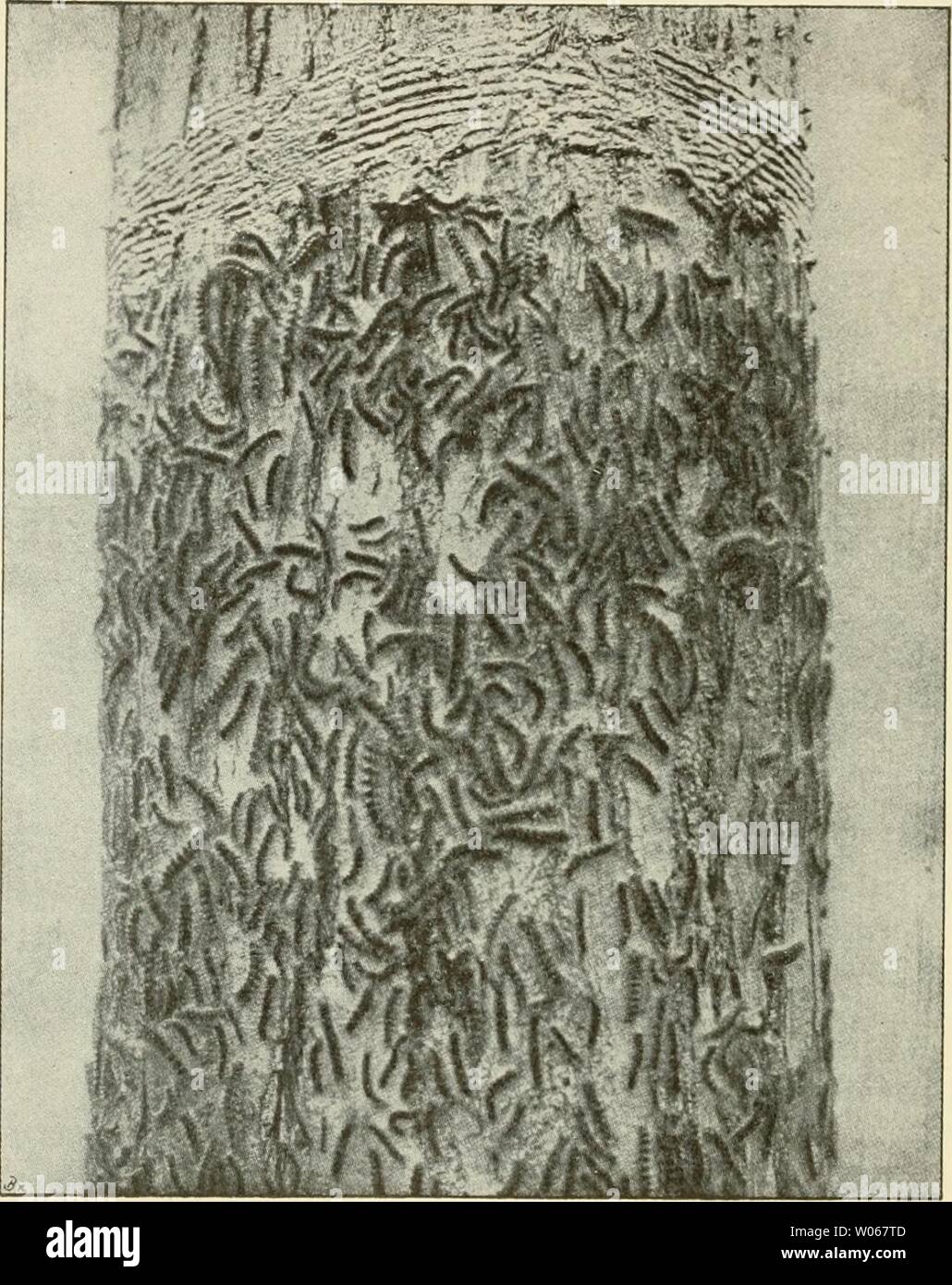 Archive image from page 395 of Die forstinsekten Mitteleuropas Ein lehr-. Die forstinsekten Mitteleuropas. Ein lehr- und handbuch  dieforstinsekten01esch Year: 1914  378 Kapitel VII. Entstehung und Bekämpfung von Insektenkalamitäten. Wenn wir ordentlich hochicimen wollen, müssen wir un- bedingt zur Leiter greifen, und daß dies kein Hindernis ist (weder in finanzieller noch in technischer Hinsicht), haben die Erfahrungen in Oberholz und Flößberg zur- Genüge gezeigt. Über die Dauer der Fängigkeit des Leimringes lassen sich keine allgemeingültigen Annahm niarl-icn. Das mindeste abci-, was man von Stock Photo