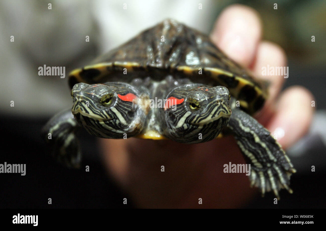 Two headed turtle hires stock photography and images Alamy