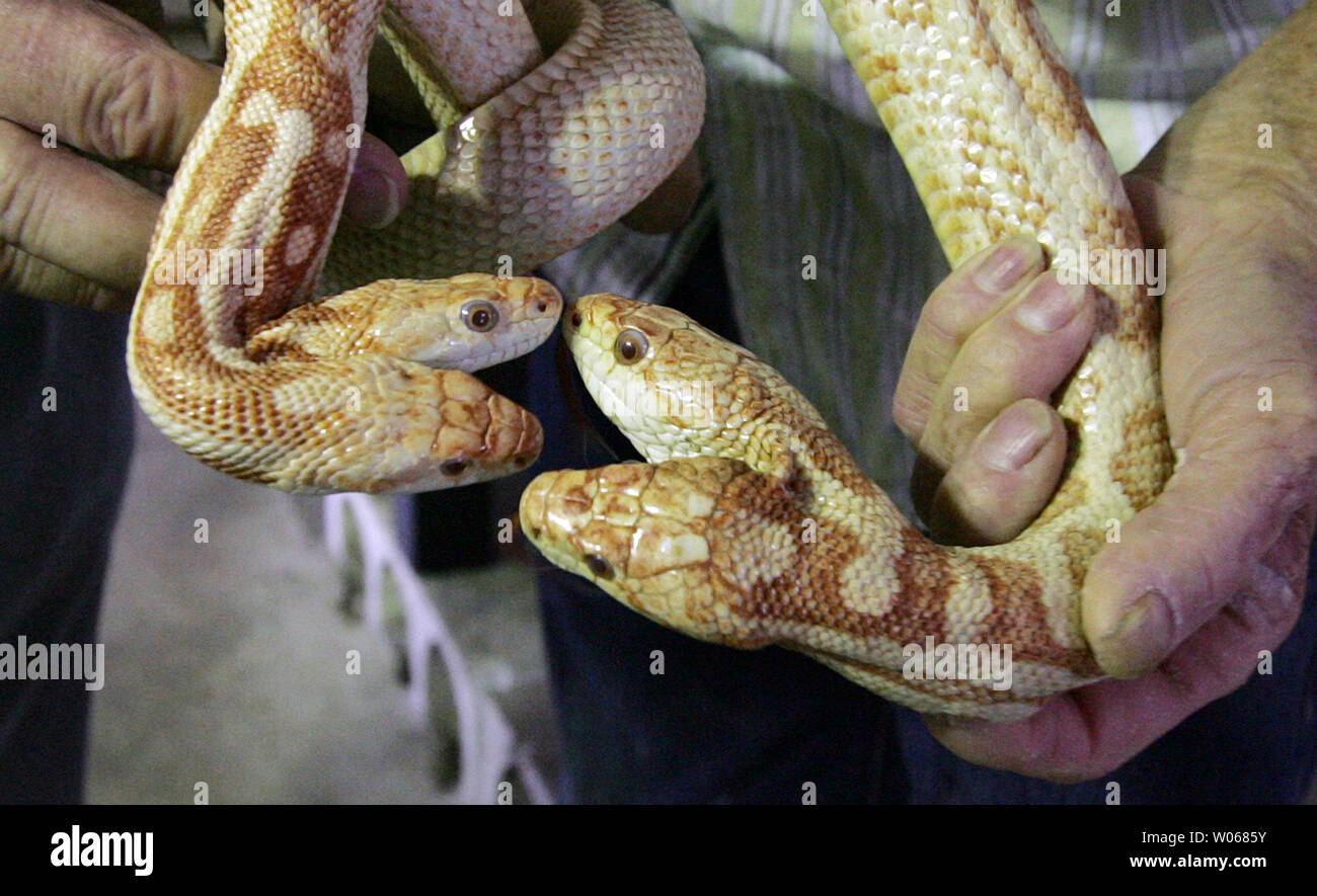 We (L) and Golden Girl are two of the two-headed animals on display at the World Aquarium in St. Louis on September 5, 2006. The World Aquarium has found a place in We (L) and Golden Girl are two of the two-headed animals on display at the World Aquarium in St. Louis on September 5, 2006. The World Aquarium has found a place in