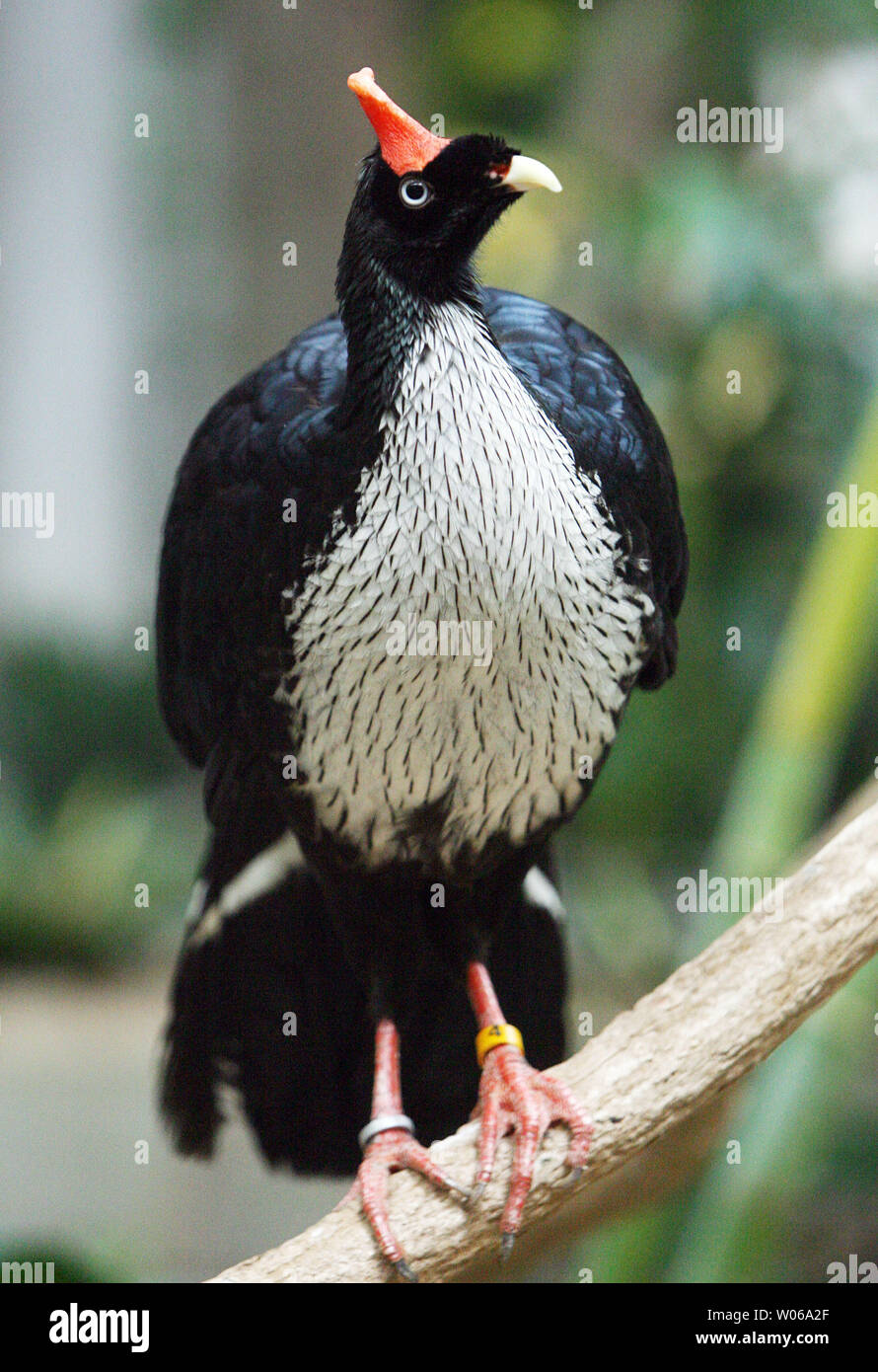 A female horned guan looks around her new cage at the St. Louis Zoo in St. Louis on January 17, 2007. A two-year-old female and a three-year-old male are now on display and are the first-ever horned guans in a U.S. zoo. The birds can be found in the mountain forests of southeastern Mexico and Guatemala. Population estimates report less than 1000 guans left in the wild because of habitat destruction and hunting. (UPI Photo/Bill Greenblatt) Stock Photo