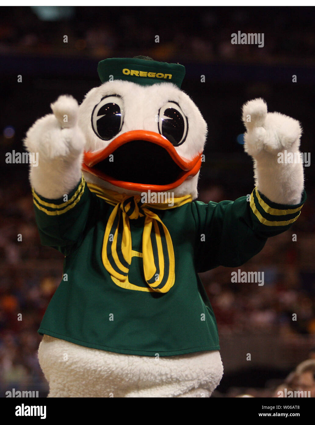 Florida Gators Mascot High Resolution Stock Photography And Images Alamy https www alamy com the oregon ducks mascot tries to get the fans revved up as they take on the florida gators in the final game of the ncaa midwest regional final at the edward jones dome in st louis on march 25 2007 florida beat oregon 85 77 and advances to the final four in atlanta upi photobill greenblatt image258295752 html