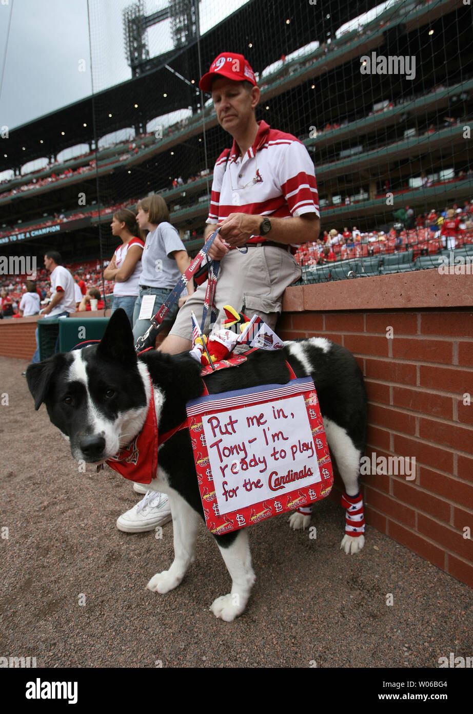 Liberty the dog has a message for St. Louis Cardinals manager Tony La Russa while he waits with his owner Tom Johnson of OFallon, Illinois during Pooches at the Park at Busch Stadium in St. Louis on June 10, 2007. Pooches at the Park allowed dog owners to bring their pet to the St. Louis Cardinals - Los Angeles Angels baseball game. . (UPI Photo/Bill Greenblatt) Stock Photo