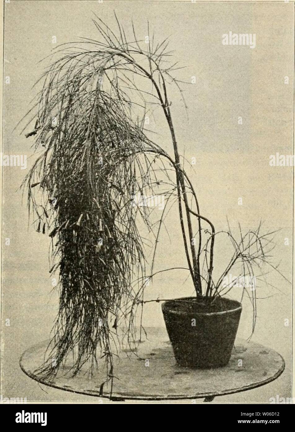 Archive image from page 414 of Die Gartenwelt (1897). Die Gartenwelt diegartenwelt05berl Year: 1897 V, 32 Die Gartenwelt. 379 Russelia juncea. Im Palmengarten zu Frankfurt a. M. für die „Gartenwelt' photographisch aufgenommen. Russelia juncea. — In No. 30 des 111. Jahrg. der ..Garten- welt' brachten wir auf Seite 352 eine Empfehlung dieser Pflanze aus der Feder des Herrn Hofgartendirektors Graebener nebst der Zeich- nung eines Blütenzweiges. Wir bieten nun heute nebenstehend die Abbildung eines Topfexemplars aus dem Frankfurter Palmengarten. Gelegentlich unserer letzten Anwesenheit in Kar Stock Photo