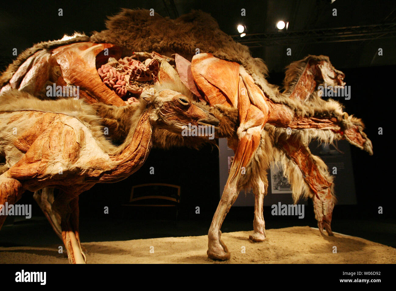 A baby camel is shown in the foreground next to an adult plastinate camel during an unveiling of the new pieces at the Body Worlds 3 exhibit at the Saint Louis Science Center,in St. Louis on December 13, 2007. (UPI Photo/Bill Greenblatt) Stock Photo