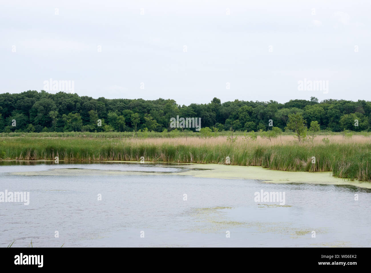 Rice Marsh Lake, Minnesota Stock Photo Alamy