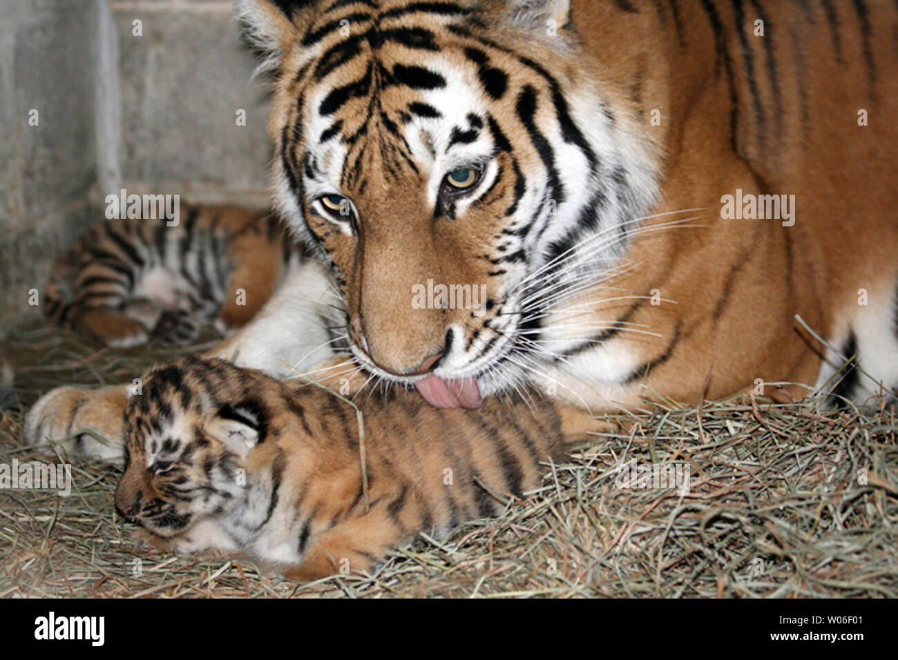 тигрица разбор. амурский (уссурийский) тигр. тигрица разбор. тигрица разбор. тигрица разбор.