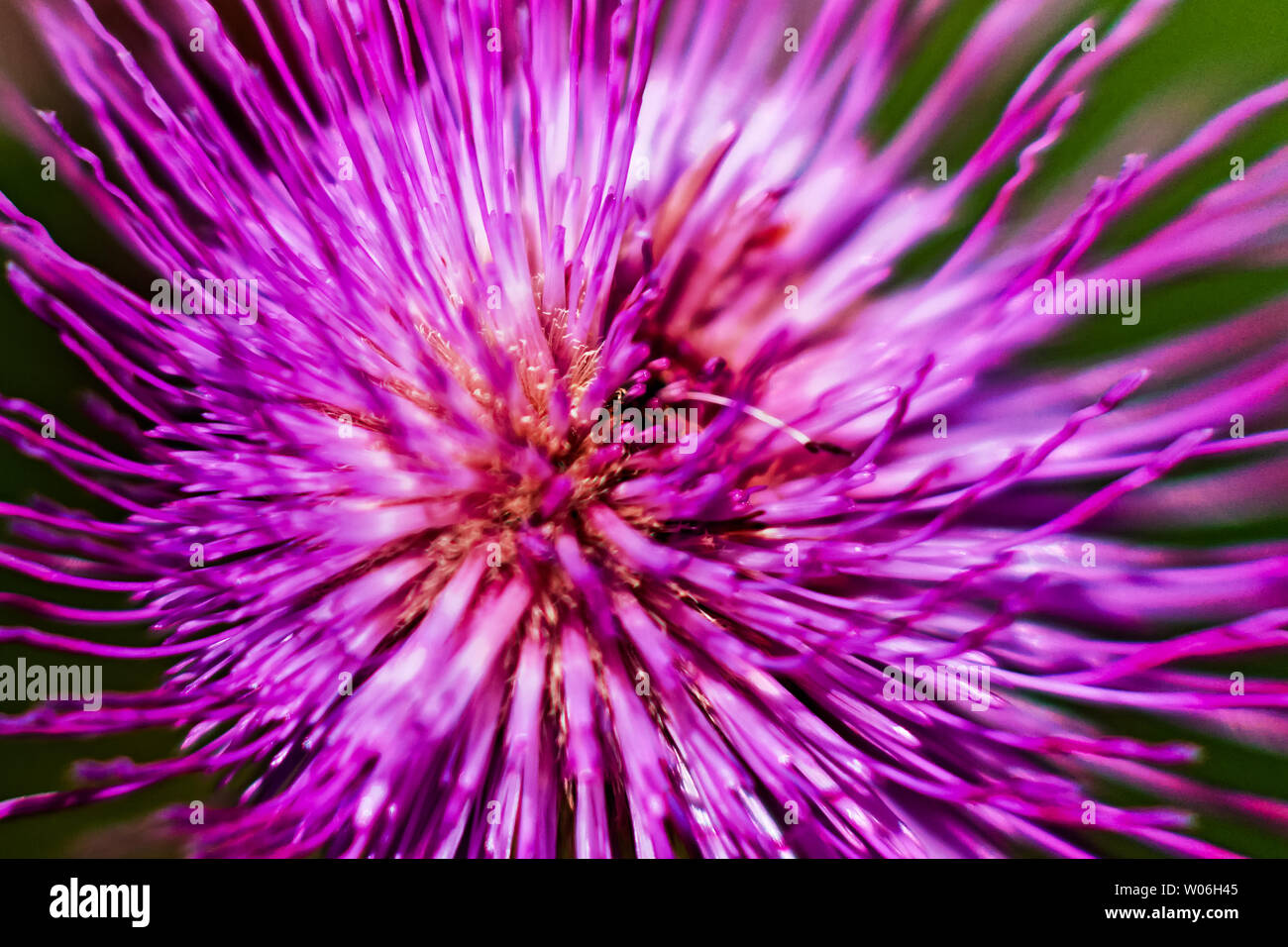 A detail of a melancholy thistle flower from above. The flowers are not too beautiful, bur from a different angle they create a dramatic view. Stock Photo