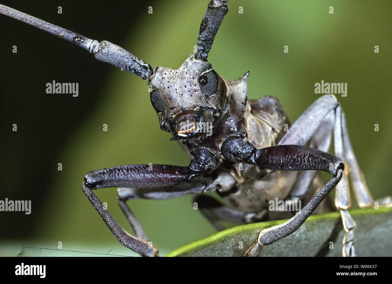 Longicorn Beetle Stock Photo