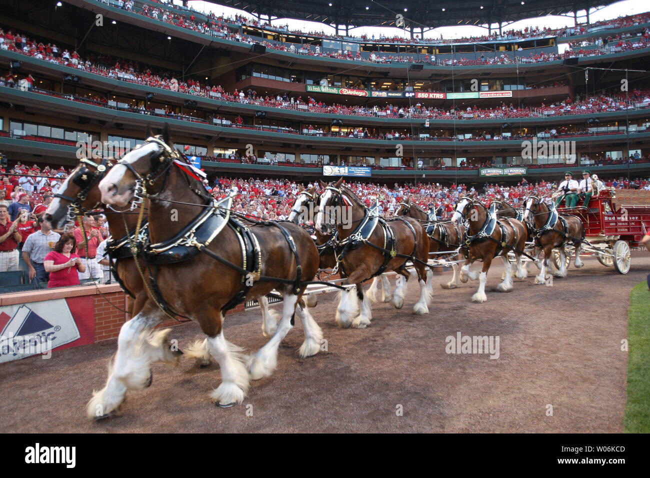 The Anheuser-Busch Clydesdale eight horse hitch makes its way
