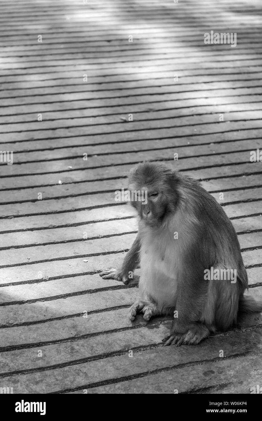 Guizhou Qianlingshan monkey Stock Photo