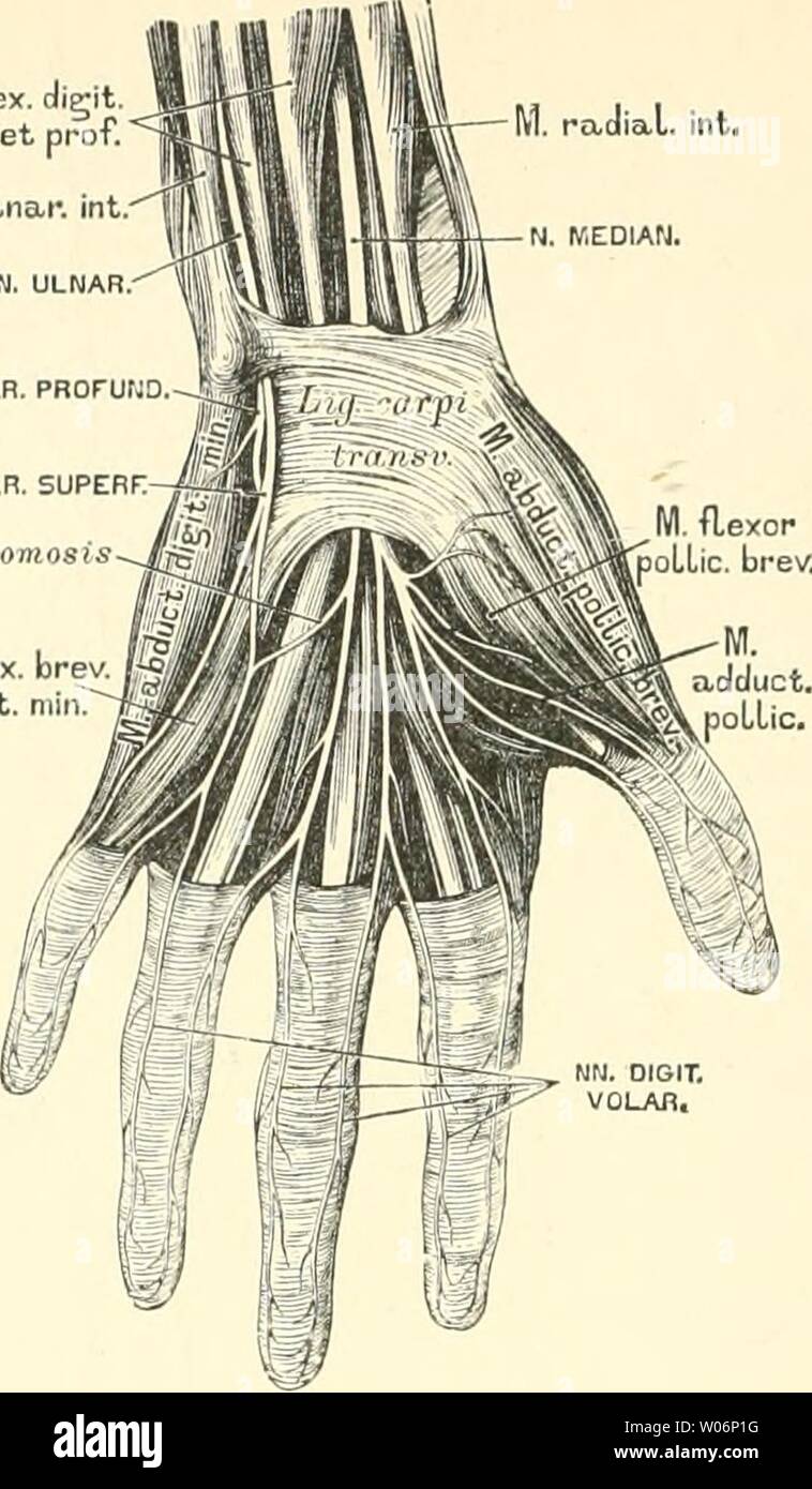 Palma manus hires stock photography and images Alamy