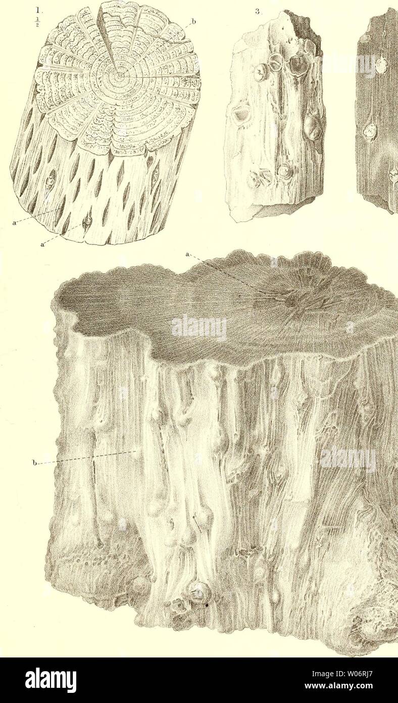 Archive image from page 456 of Die fossile Flora der Permischen. Die fossile Flora der Permischen Formation  diefossileflorad00gppe Year: 1864  Paiaeontogr Bd XII    1. Pinns Picea L. — 2-4. Araucarites Saxonicus, ß. ramosissimus (iöpp. Stock Photo
