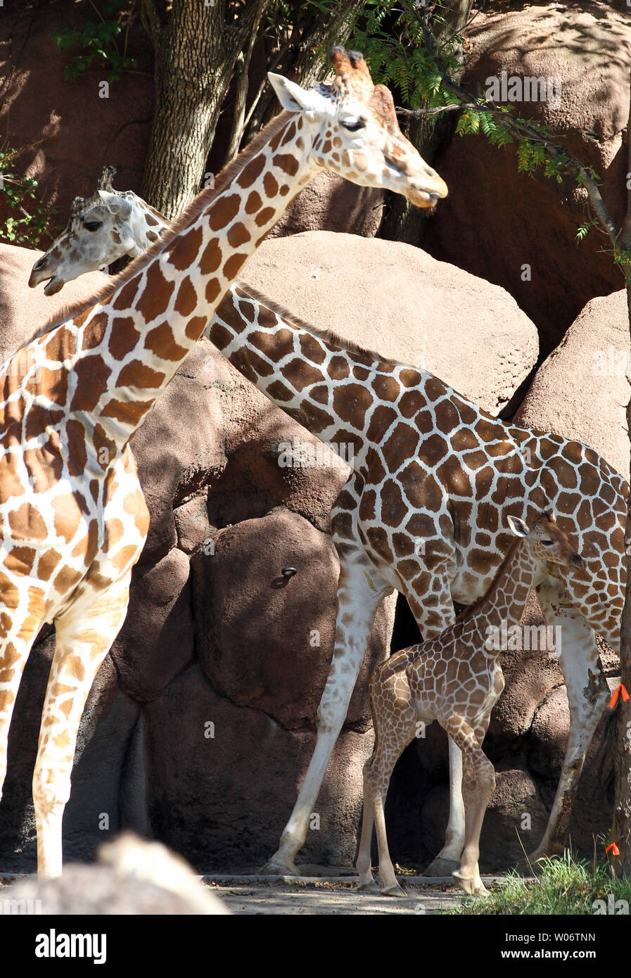 Giraffe Feet High Resolution Stock Photography and Images - Alamy