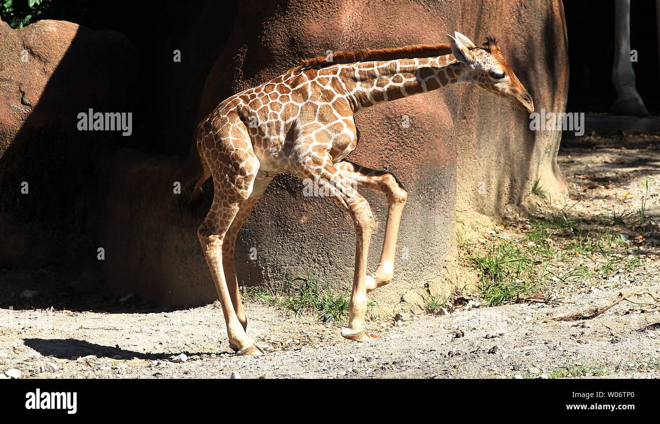 Giraffe Feet High Resolution Stock Photography and Images - Alamy