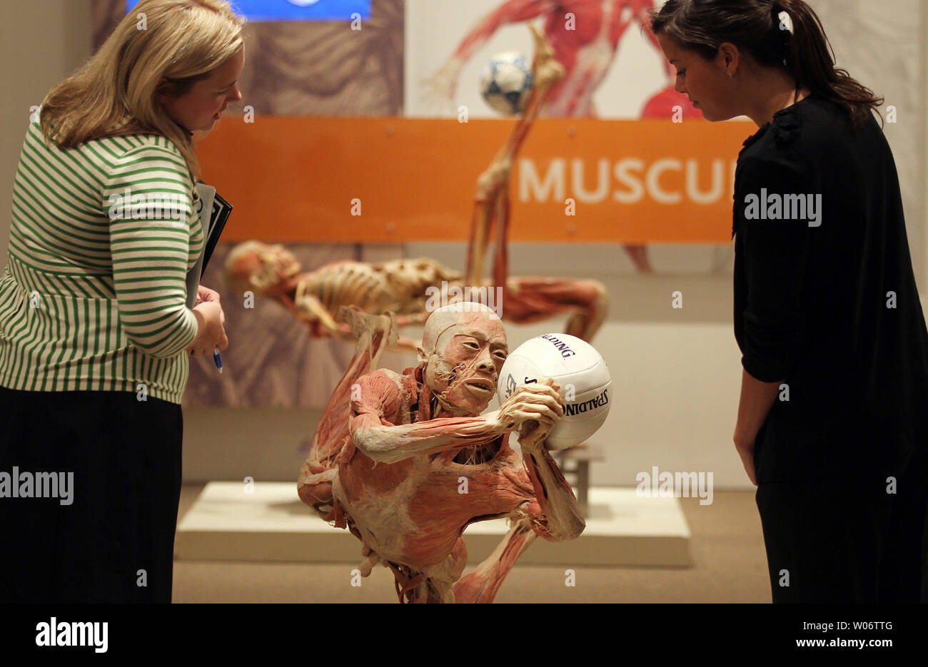 Workers make checks on displays as final preparations are made just days before the opening of the 'Bodies' exhibit in St. Louis on September 30, 2010.  The exhibition, which will display real human bodies, will show skeletal, muscular, reproductive, respiratory, circulatory and other systems of the body.    UPI/Bill Greenblatt Stock Photo