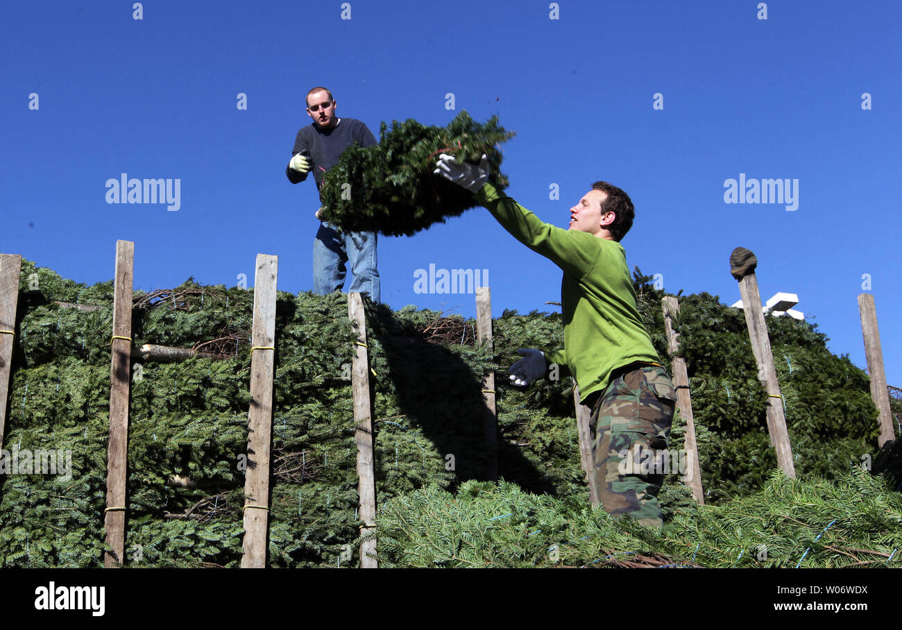Workers unload a tractor trailer full of Christmas trees from Nova