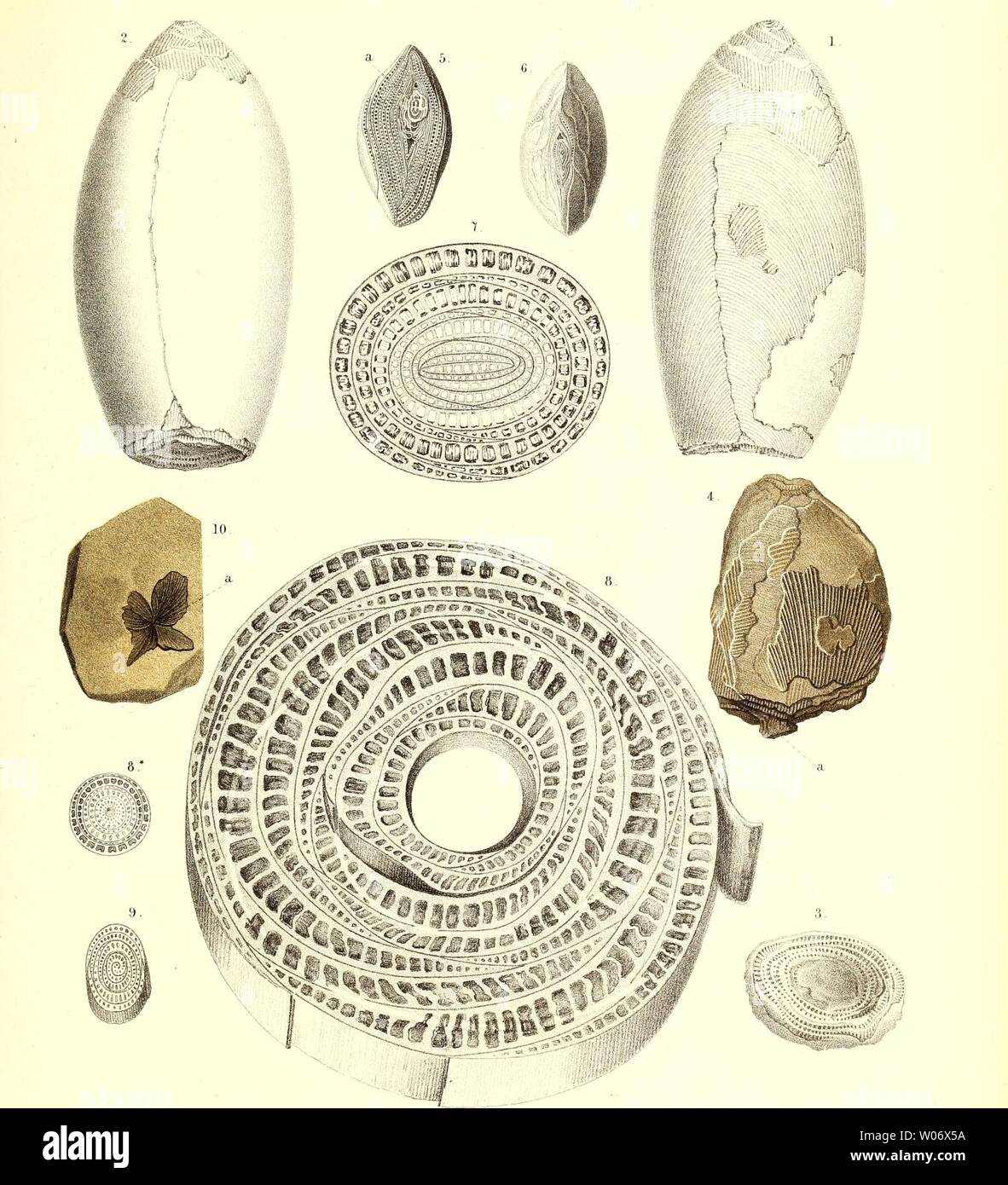 Archive image from page 468 of Die fossile Flora der Permischen. Die fossile Flora der Permischen Formation  diefossileflorad00gppe Year: 1864  Falaeontogr. Bd. XII. Taf. LXII.    1—6. Nöggerathia Göpperti Eichw. — 7. Typba latifolia. - 8. Musa sapientou. — 8. M. rosacea. — 9. Amomum granum Paradisi. — 10. Schizopteris neuropteroides Sepp- Stock Photo