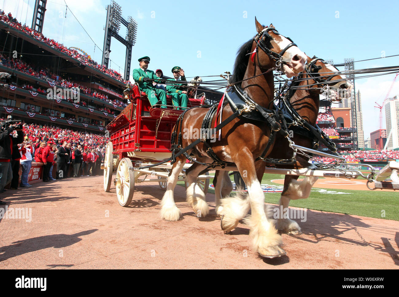 cardinals opening day clydesdales