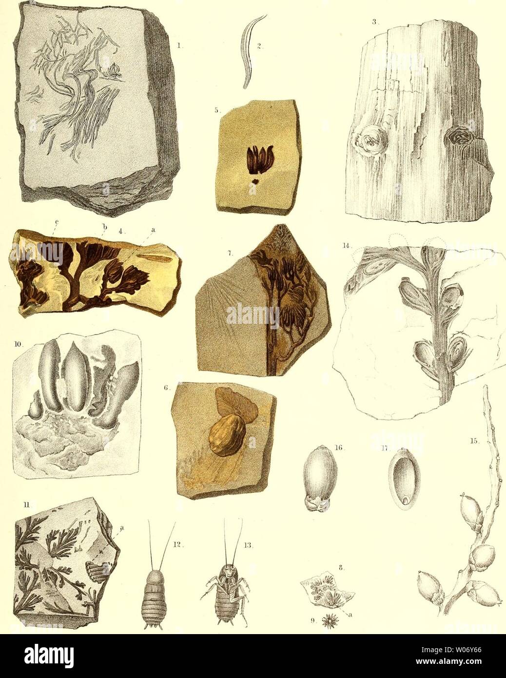 Archive image from page 472 of Die fossile Flora der Permischen. Die fossile Flora der Permischen Formation  diefossileflorad00gppe Year: 1864  Paelaeontogr. Bd. 'XII. Tai LXIV    l. 2. Coniferen- Blätter der Steinkohlen-Formation, — 3. Araucarites Rhodeanus Göpj 4- 6. Calathiops Beinertiana Göpp. — 7. C. acicularis Göpp. — 3—10. C. microcarpa Göpp. — 3 5, Blattina splendens Göpp. — 12,13. Biatta orientab's. — 14. Rbabdocarpus Germariarms Göpp. — 15. Scaforthia elegans. — 16 17. Cocos eomosa. Stock Photo