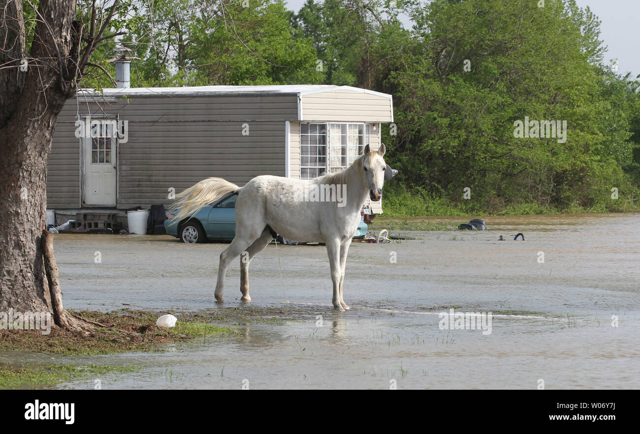 A horse stands in rising flood waters near a home in Butler County, Missouri on April 26, 2011. A levee on the Black River protecting the area from major flooding has breached in several places, forcing authorities to evacuate residents.  UPI/Bill Greenblatt Stock Photo