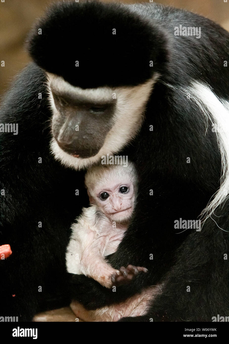 A Male Black And White Colobus Monkey Shown With His Mother Was