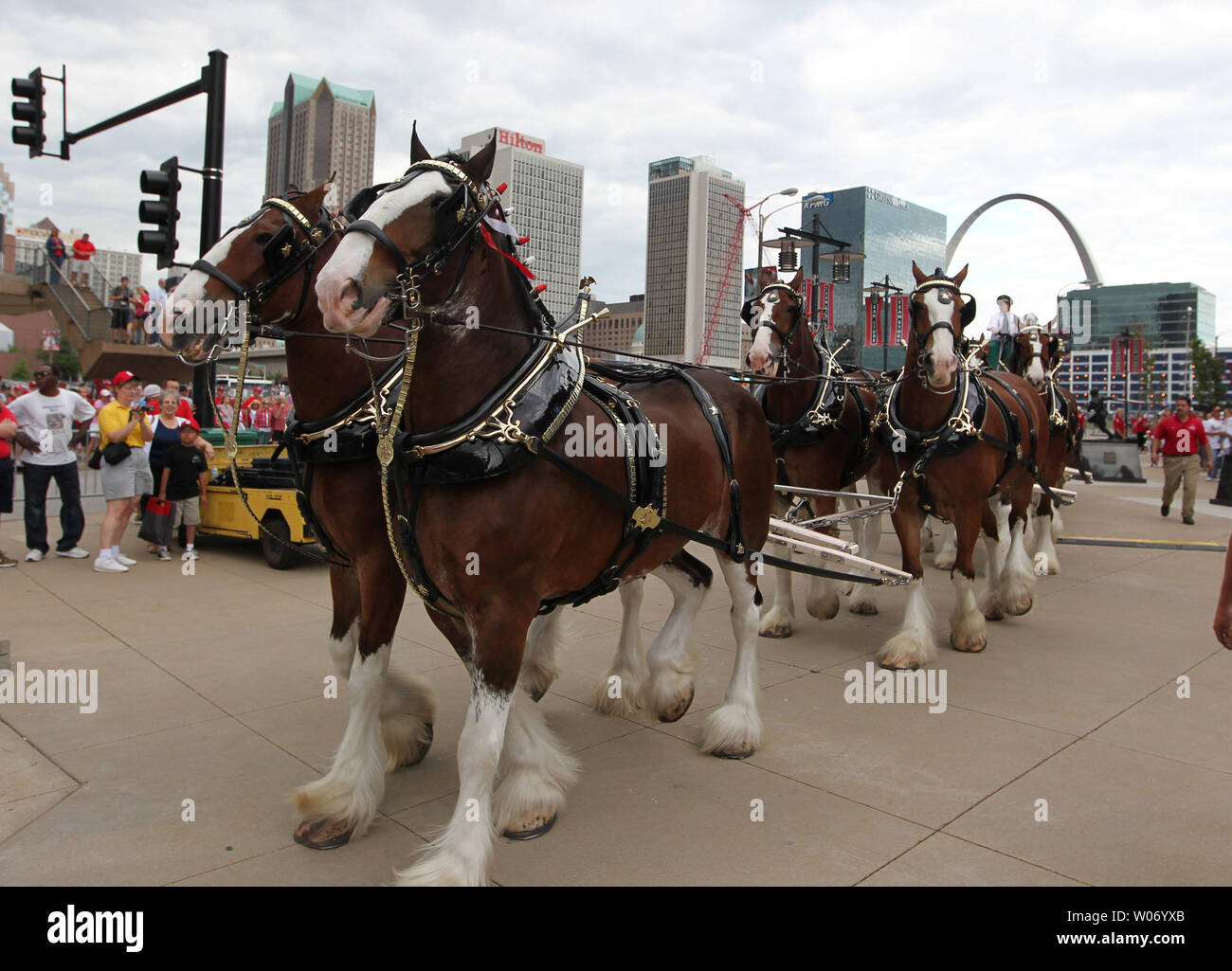 The Budweiser Clydesdales move slowly through Hall of Fame Plaza outside of Busch Stadium before
