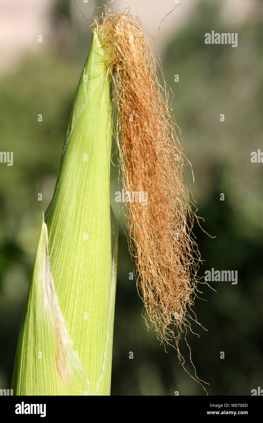Corn meal biofuel hi-res stock photography and images - Alamy