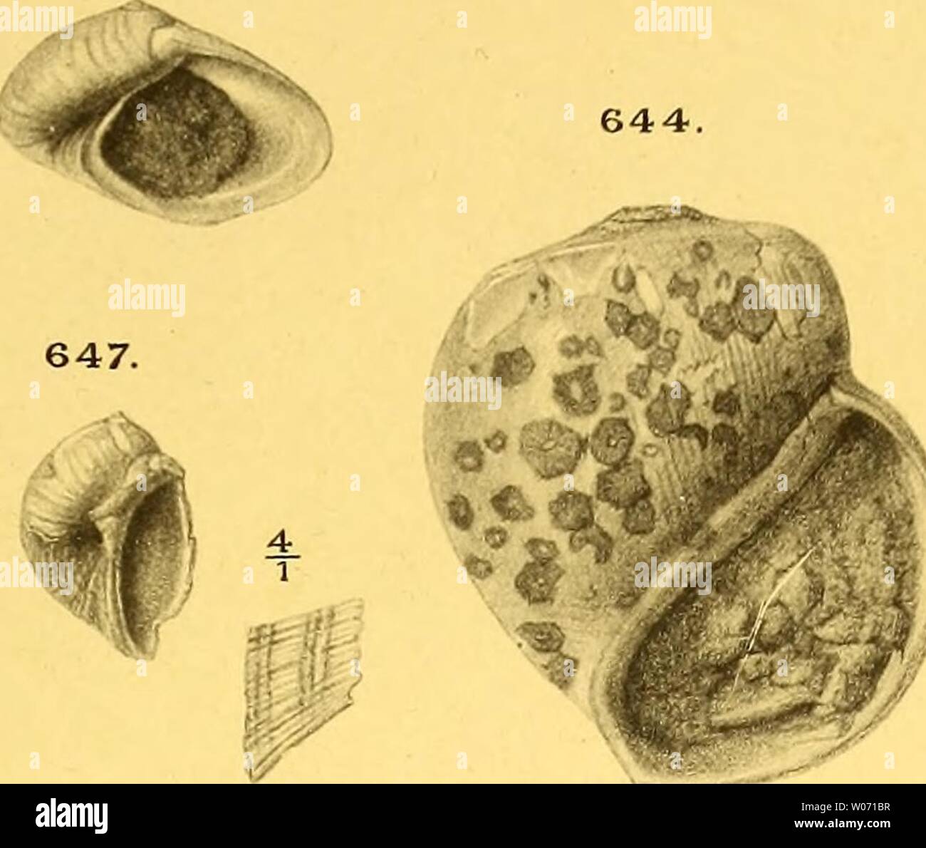 Archive image from page 482 of Die fossilien von Java auf Stock Photo