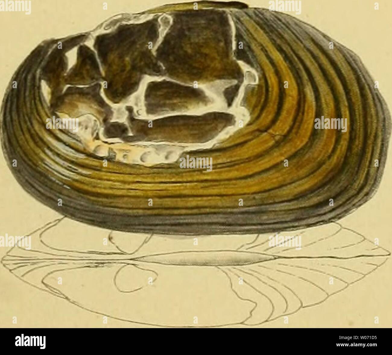 Archive image from page 482 of Die Flussperlmuscheln (Unio et Hyria) Stock Photo