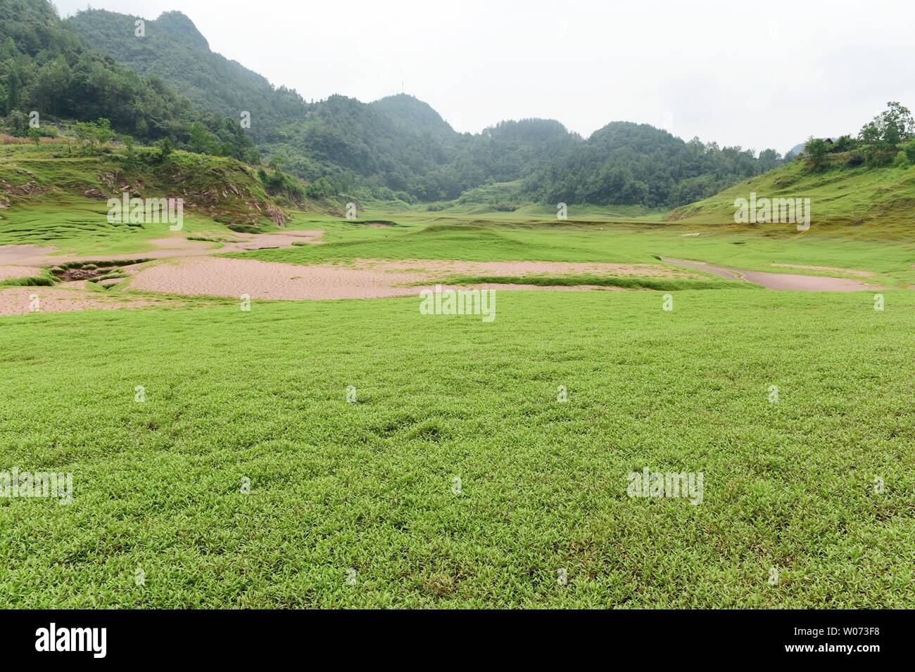 Green beautiful prairie Stock Photo Alamy