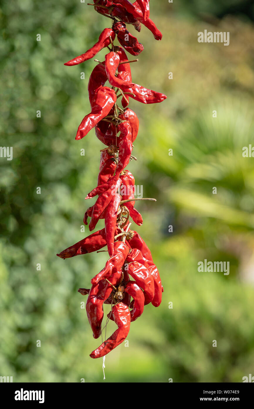 Red hot chili peppers hanging on a rope on the green nature background ...