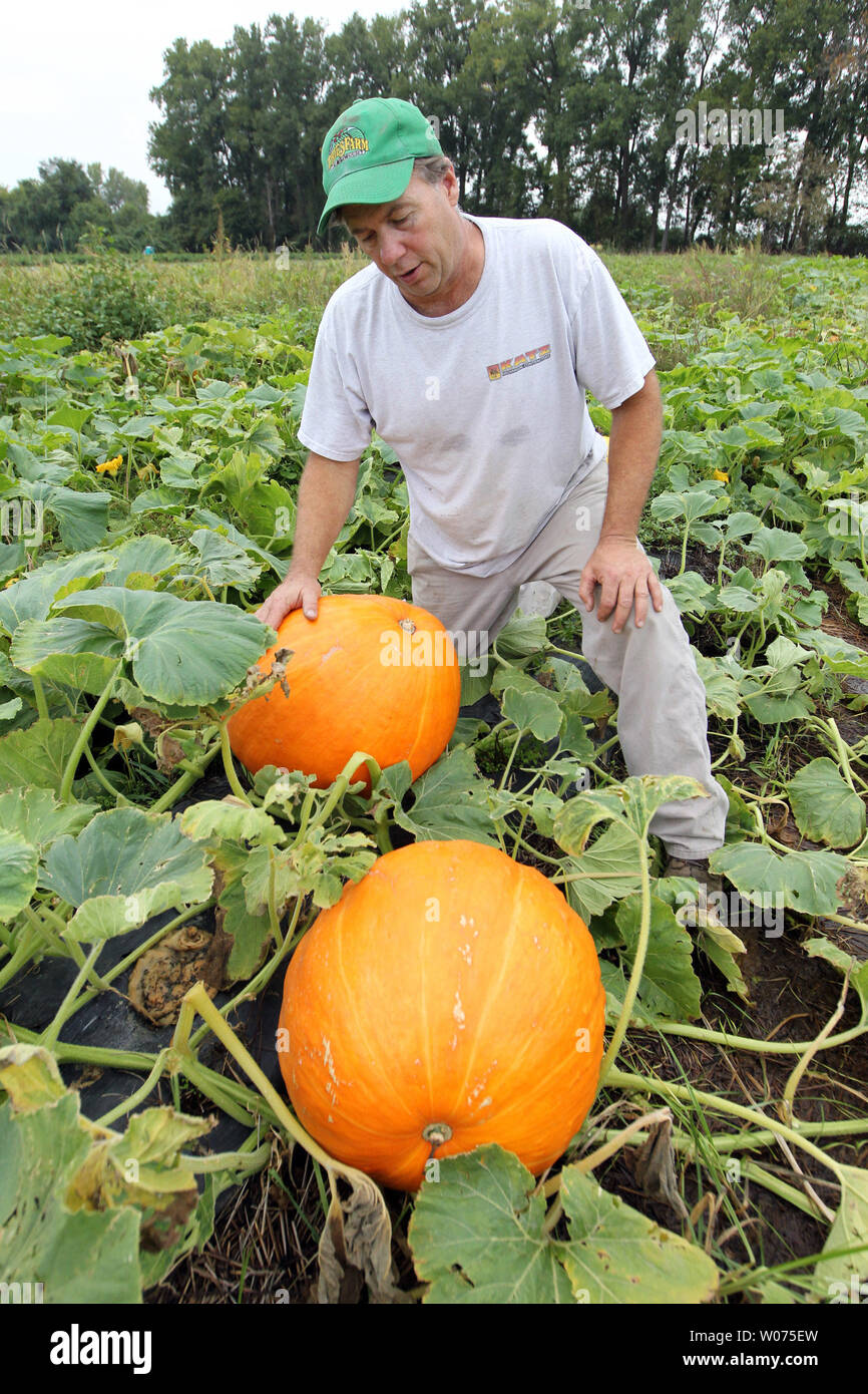 Manager Andy Welle checks the condition of his prize winning pumpkins at Thies Farms in Maryland Heights, Missouri on September 27, 2012. Welle says Thies Farms will produce the normal 100 thousand pumpkins this season however the poundage may be 25 percent off due to the drought conditions this summer. UPI/Bill Greenblatt Stock Photo