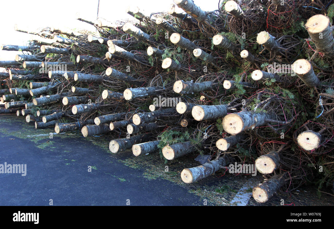 Christmas trees sit stacked ready for sale at Ted Drewes Christmas Tree
