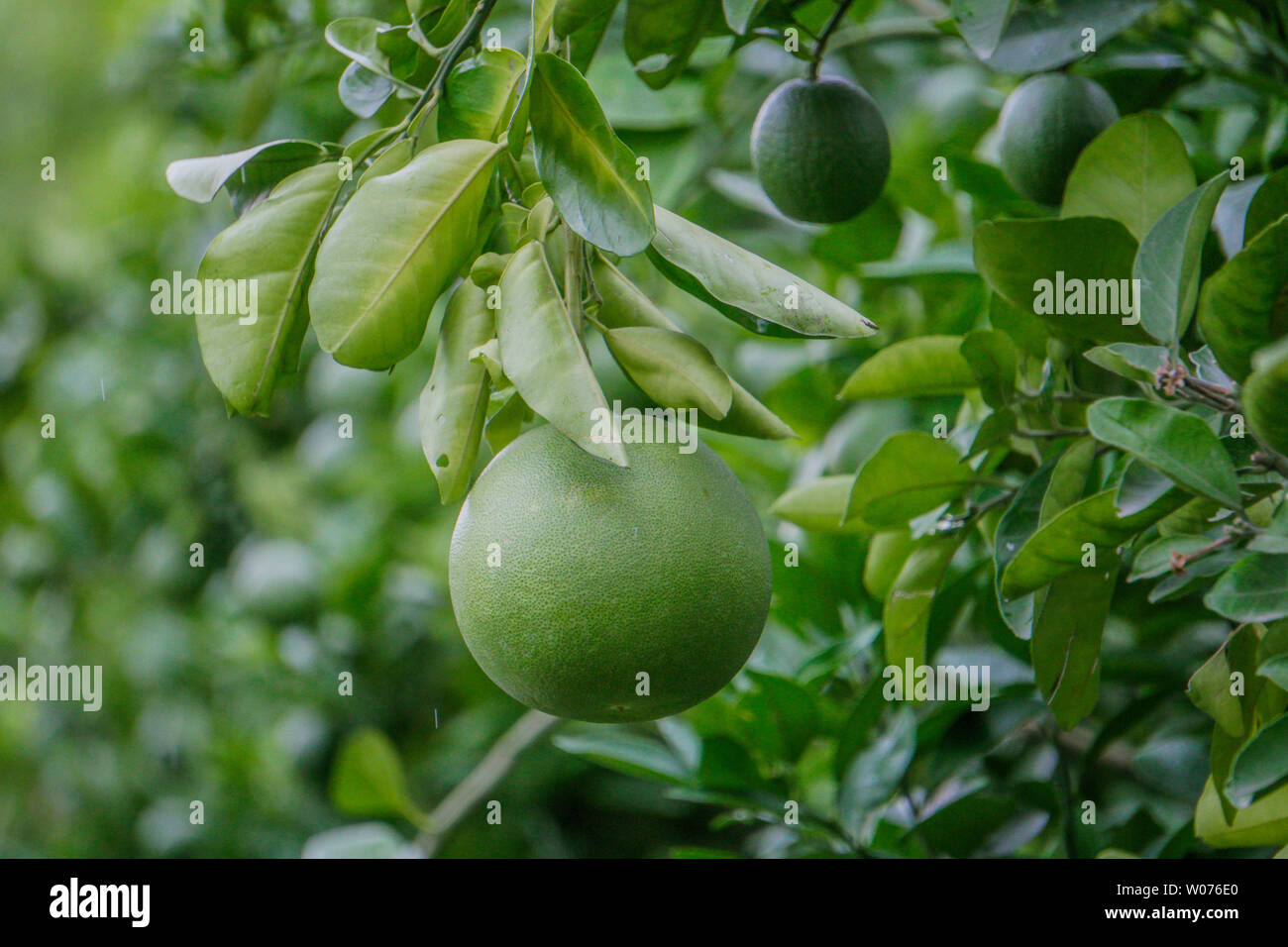 Ripening fruits of the pomelo hires stock photography and images Alamy