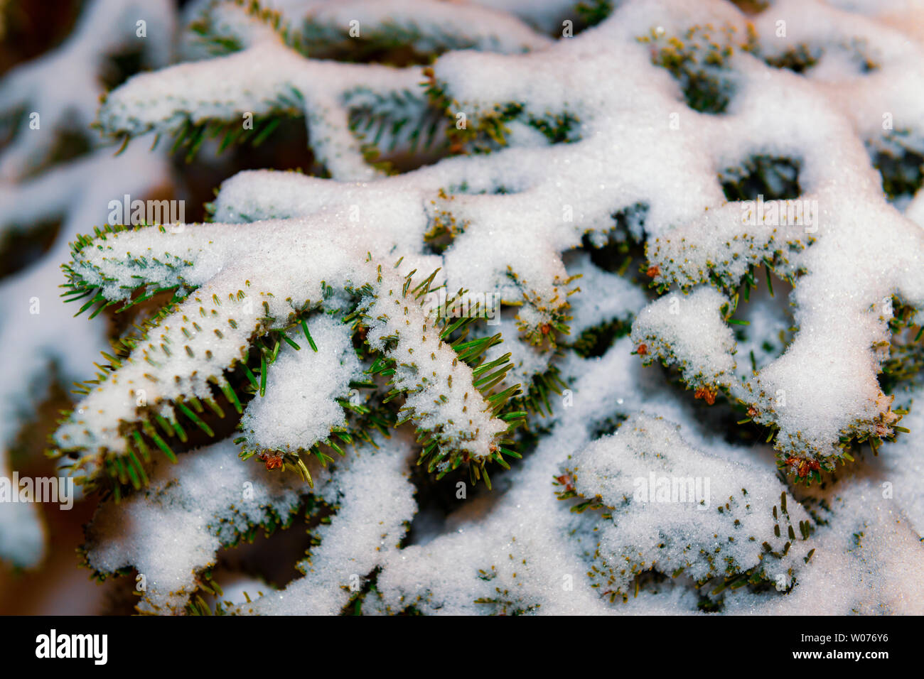 Fir branches covered snow hi-res stock photography and images - Alamy