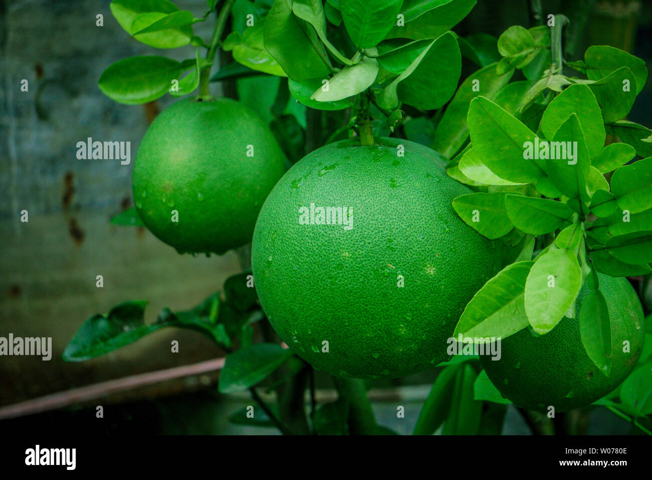 Pomelo, ripening fruits of the pomelo, natural citrus fruit, green