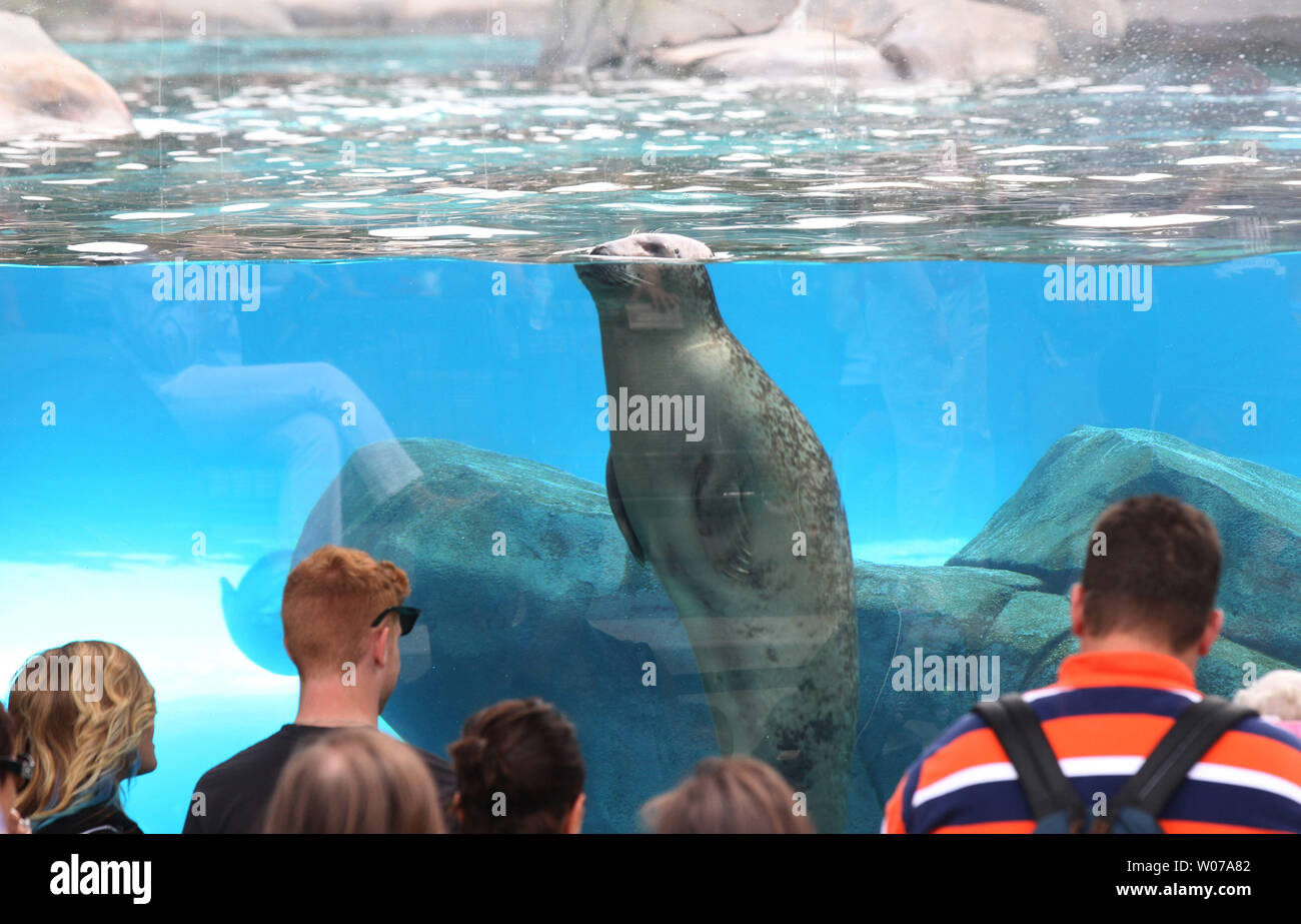 Visitors to the Saint Louis Zoo enjoy watching a seal poke his head up