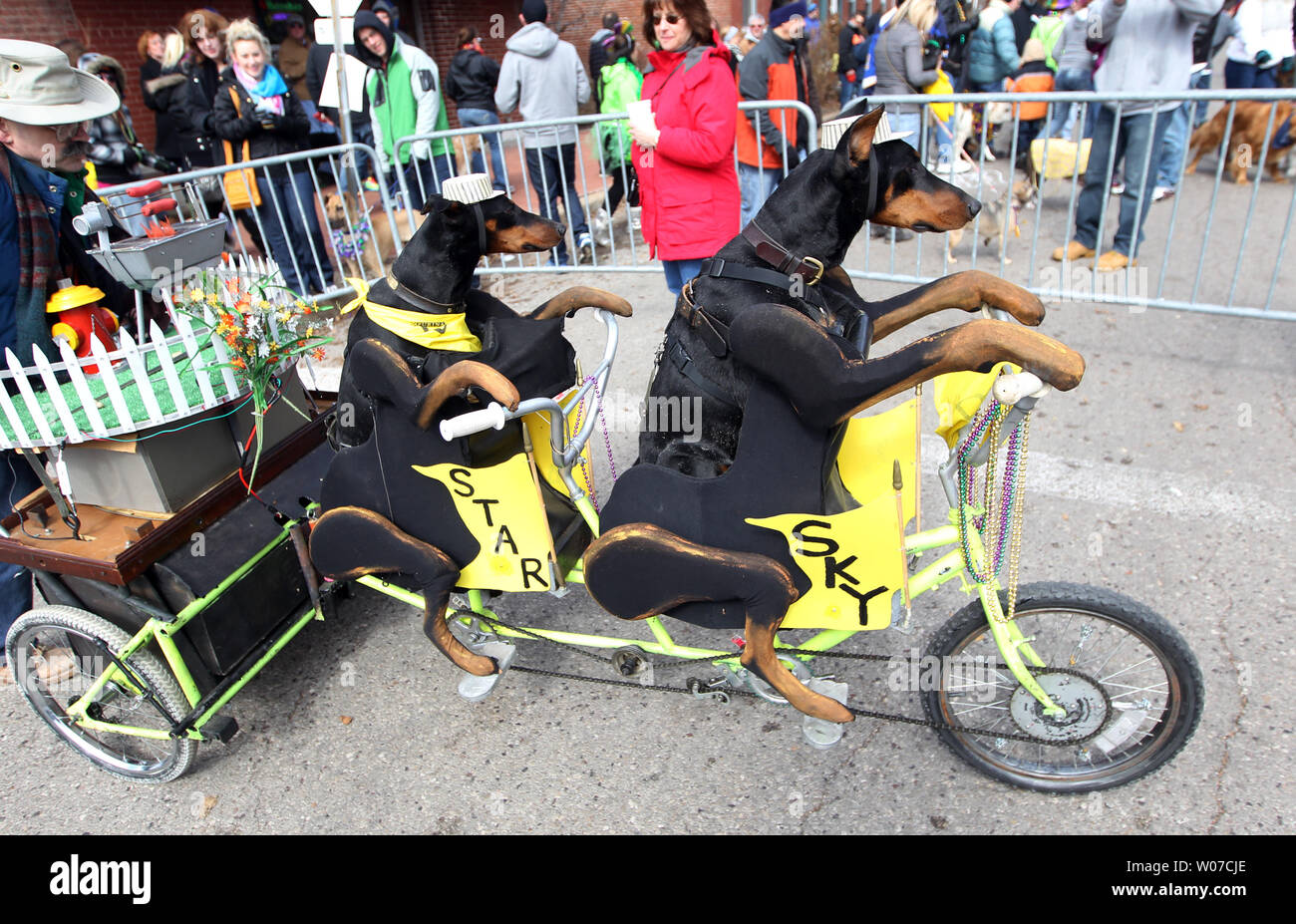 Doberman Pinschers Sky and Star appear to be pedaling a bicycle during the Pet Parade in St. Louis on February 23, 2014.  UPI/Bill Greenblatt Stock Photo