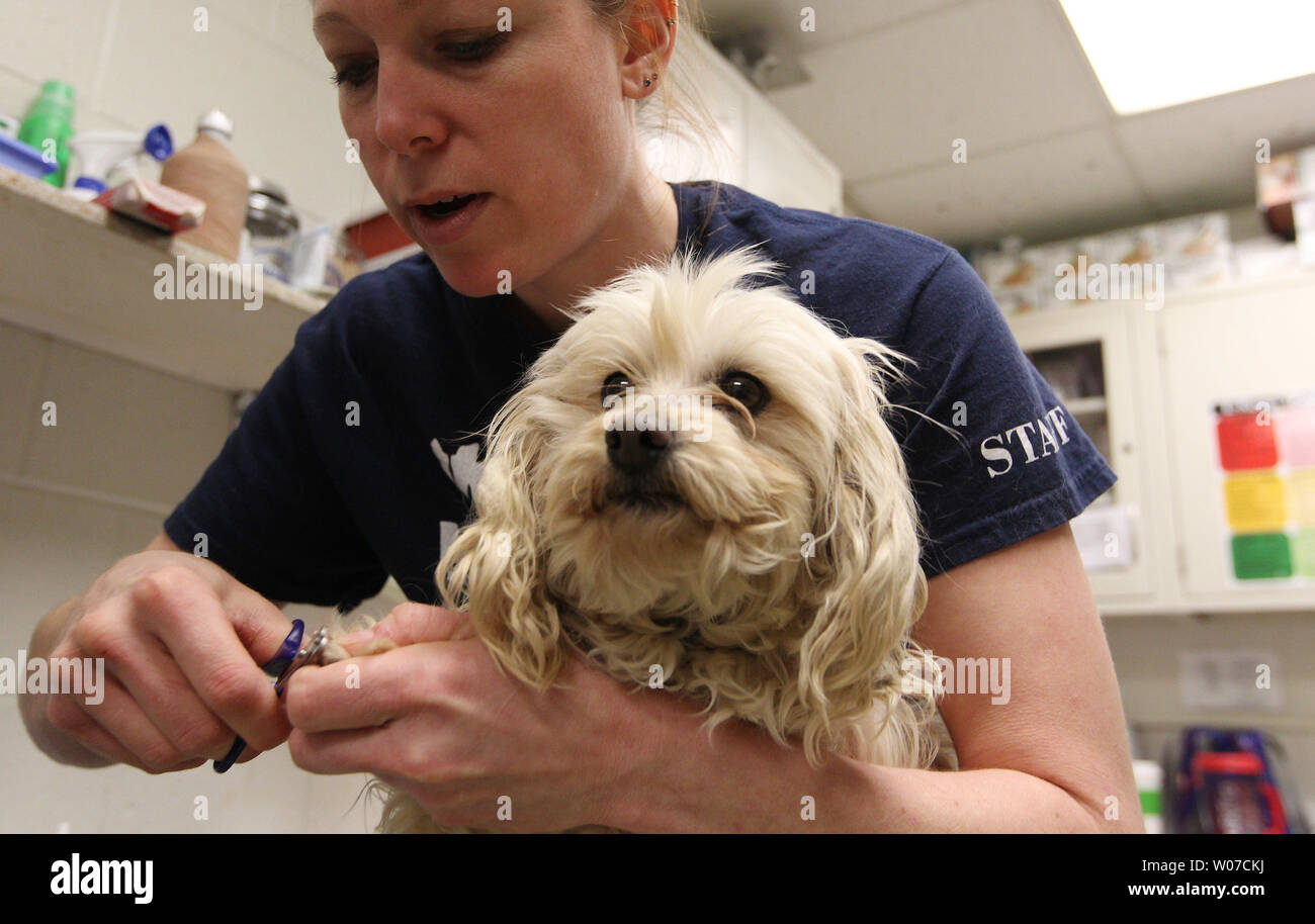 Humane Society of Missouri groomer Brandy Vincent clips the nails of Hara, a four year old Mulit-poo during a treatment at the Humane Society in St. Louis on February 27, 2014. Hara was one of 135 puppies and adult dogs taken from a Howell County breeding facility after the owner decided to shut it down. Among the breeds transported were Beagle, Boston Terrier, Cocker Spaniel, French Bull Dog, Pug, Miniature Poodle, Miniature Schnauzer, Shih Tzu and Yorkshire Terrier.  UPI/Bill Greenblatt Stock Photo