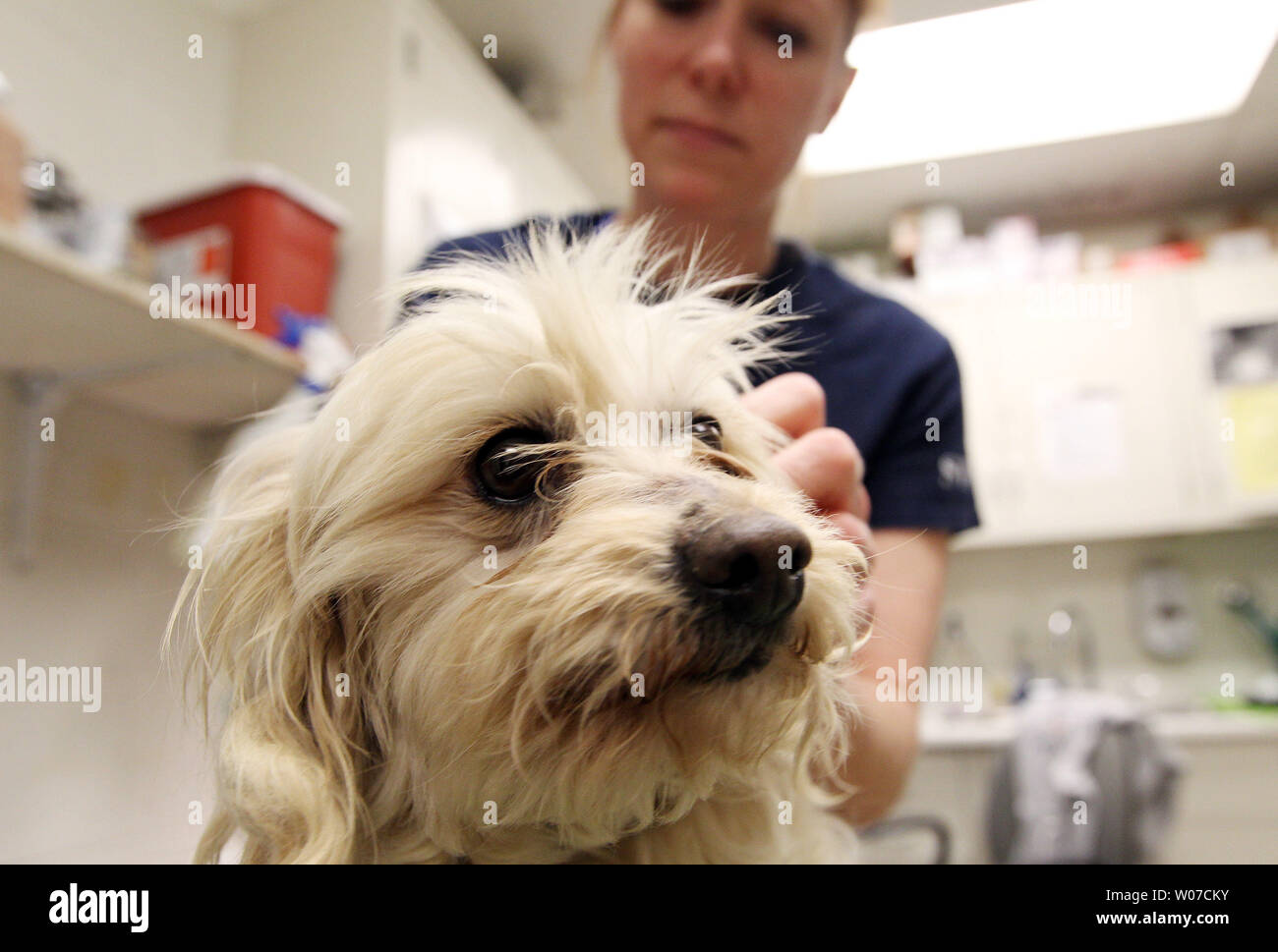 Humane Society of Missouri groomer Brandy Vincent clips the nails of Hara, a four year old Mulit-poo during a treatment at the Humane Society in St. Louis on February 27, 2014. Hara was one of 135 puppies and adult dogs taken from a Howell County breeding facility after the owner decided to shut it down. Among the breeds transported were Beagle, Boston Terrier, Cocker Spaniel, French Bull Dog, Pug, Miniature Poodle, Miniature Schnauzer, Shih Tzu and Yorkshire Terrier.  UPI/Bill Greenblatt Stock Photo