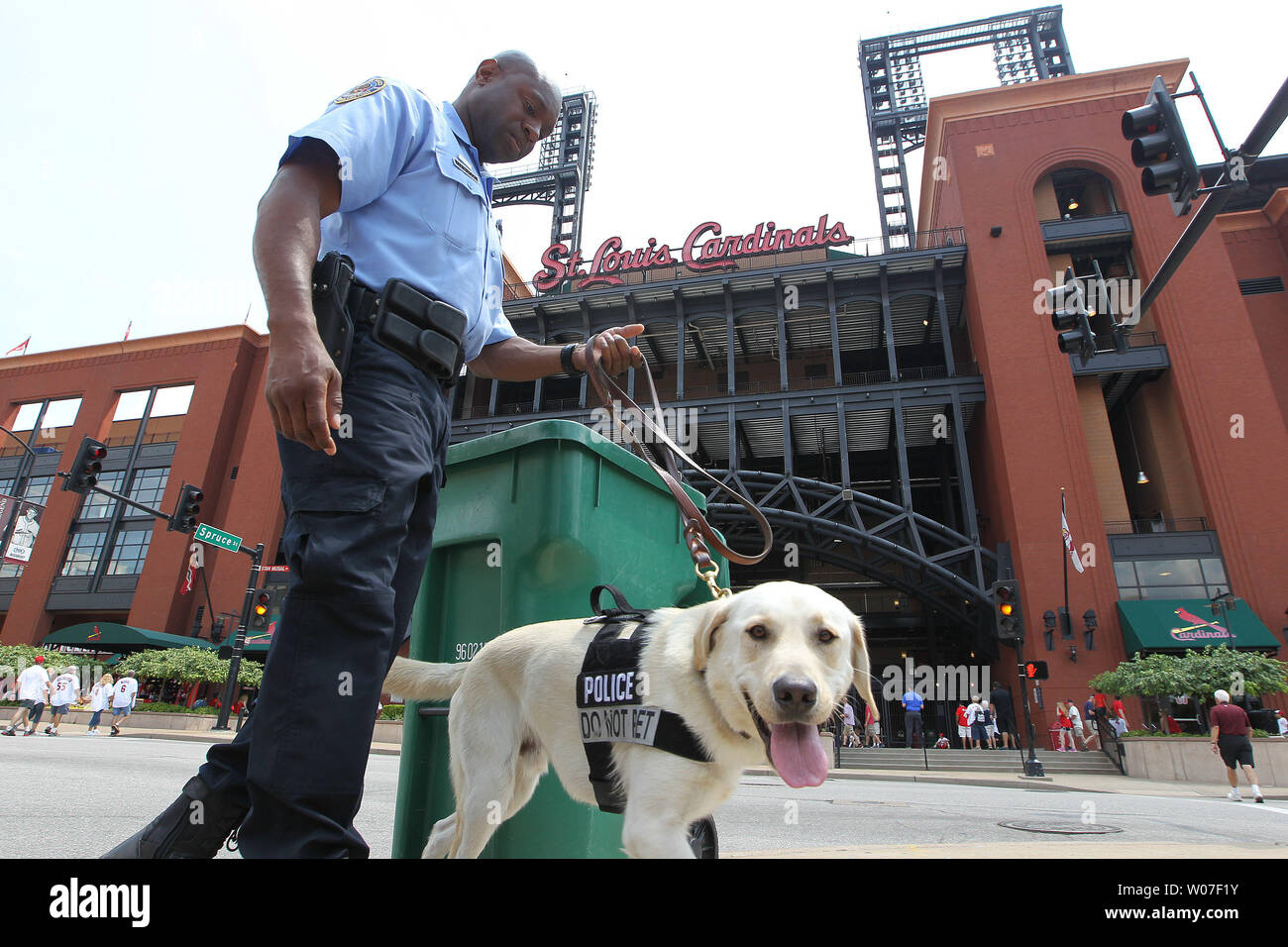 St. Louis K-9 police officer Everette Culberson walks his new dog Upshaw, a two and a half year old white lab puppy around Busch Stadium before the Los Angeles Dodgers - St. Louis Cardinals baseball game in St. Louis on July 19, 2014. Upshaw is one of two puppies the Cardinals have bought and donated for vapor-wake detection around the ballpark.  The Cardinals are the first professional sports team to have made this kind of purchase for security purposes.  UPI/Bill Greenblatt Stock Photo