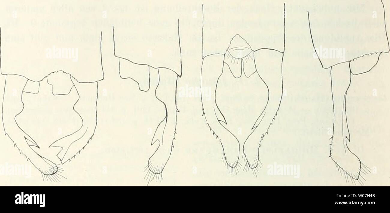 Archive image from page 571 of Die Fauna Südwest-Australiens; Ergebnisse, hrsg. Die Fauna Südwest-Australiens; Ergebnisse, hrsg. von W. Michaelsen und R. Hartmeyer  diefaunasdwest02hamb Year: 1907  428 F. RiB, Martin, Mm. Soc. zool. France, 1901, p. 244 (Australien). — Tillyaed, Proc. Linn. Soc. N. S. Wales, XXXII, p. 738 (1908) (gemein in West-Australien; Süd-Australien, Victoria, N. S. Wales). — Ibid. p. 764, tab. 42, fig. 3 (Appendices des (J).    Fig. 6. Lestes annulostis Selys, cf, von Victoria (KoU. Ris), Hinterende des Abdomens von oben und .schräg von der Seite. Fig. 7. Lestes analis R Stock Photo