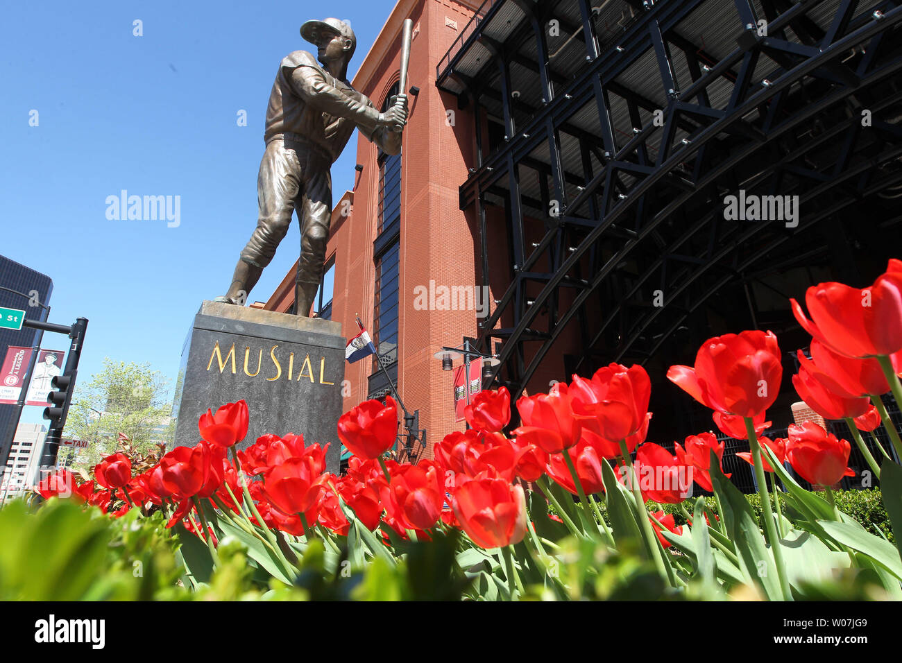 The tulips around the Stan Musial statue at Busch Stadium have